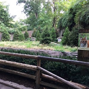 Future Dhole Exhibit