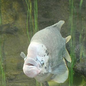 Giant gourami - Osphronemus goramy