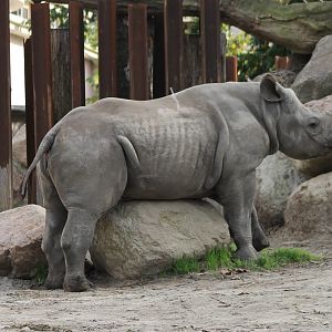 Black rhinoceros - juvenile