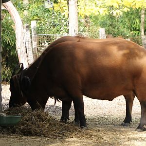 Red forest buffalo's