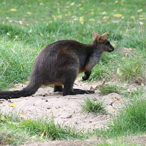 Swamp wallaby