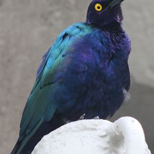 Glossy starling species