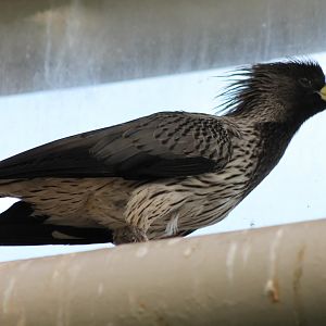 Western plantain-eater