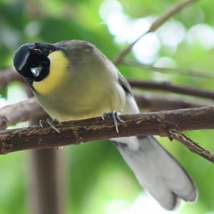 Blue-crowned laughing-thrush