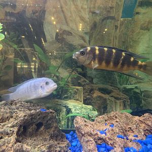 THEMUSEUM - African Cichlids
