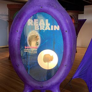 THEMUSEUM - BRAIN: The World Inside Your Head - Dolphin Brain Display
