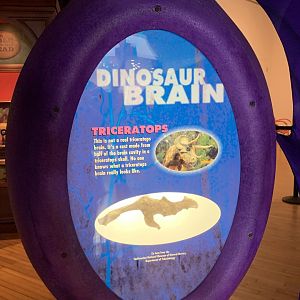 THEMUSEUM - BRAIN: The World Inside Your Head - Triceratops Braincase Display