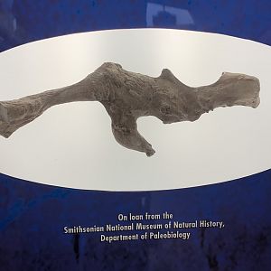 THEMUSEUM - BRAIN: The World Inside Your Head - Triceratops Braincase Display (from the Smithsonian)