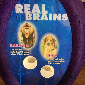 THEMUSEUM - BRAIN: The World Inside Your Head - Dog and "Baboon" Brain Display