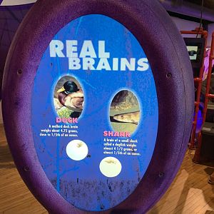 THEMUSEUM - BRAIN: The World Inside Your Head - Duck and Shark Brain Display