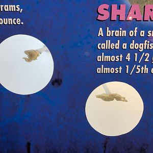 THEMUSEUM - BRAIN: The World Inside Your Head - Duck and Shark Brain Display closeup