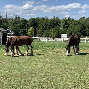 Clydesdale Horses