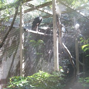 Skærup Zoo - Stork/egret aviary