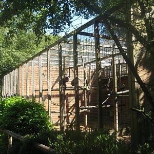 Skærup Zoo - Lion-tailed macaque exhibit