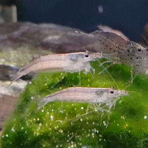 Caridina multidentata