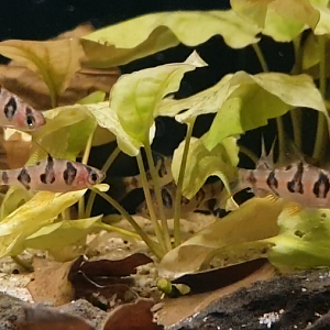 Desmopuntius rhomboocellatus