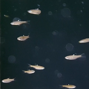 Emerald eyed rasbora - Brevibora dosiocellata