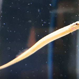 Freshwater pipefish - Microphis brachyurus