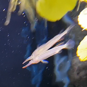 Hemiramphodon phaiosoma