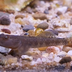Rhinogobius species