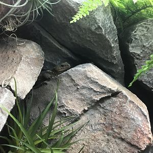 Oaxacan Knob-scaled Lizard