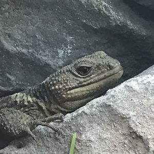 Oaxacan Knob-scaled Lizard