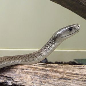 Black Mamba