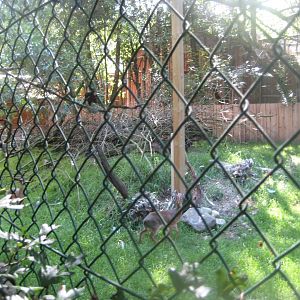 Skærup Zoo - African aviary