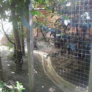 Skærup Zoo - Cat breeding center - Fishing cat exhibit