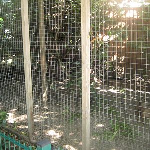 Skærup Zoo - Cat breeding center - Fishing cat exhibit