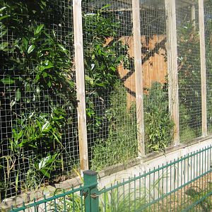 Skærup Zoo - Cat breeding center - Ocelot exhibit