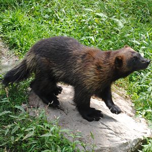 Wolverine (Mixed Forest Section)