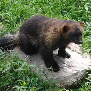 Wolverine (Mixed Forest Section)