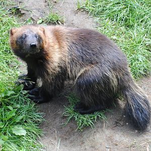 Wolverine (Mixed Forest Section)