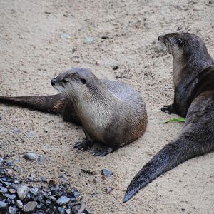 North American River Otters (Mixed Forest section)