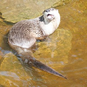 North American River Otter (Mixed Forest section)