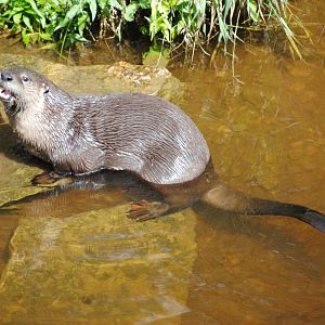 North American River Otter (Mixed Forest section)