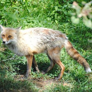 Red Fox (Mixed Forest section)