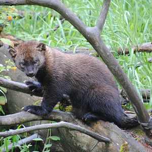 Fisher (Mixed Forest section)