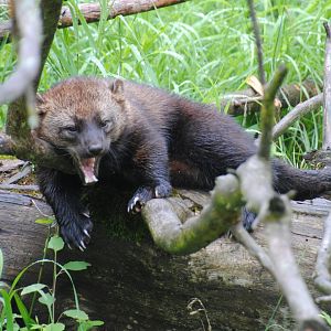 Fisher (Mixed Forest section)