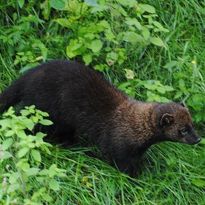 Fisher (Mixed Forest section)