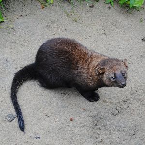 Fisher (Mixed Forest section)