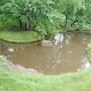 Part of the exhibit for river otters, raccoons, red fox, and fishers (Mixed Forest section)
