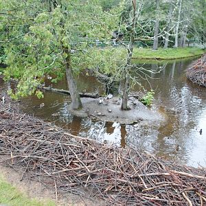 Part of the exhibit for beavers, sandhill cranes, and miscellaneous ducks (Mixed Forest section)