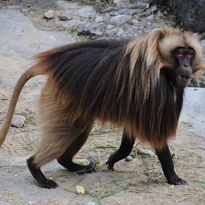 Gelada