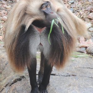 Gelada