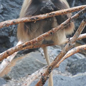 Gelada