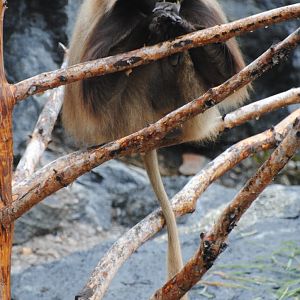 Gelada