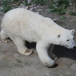 Polar Bear