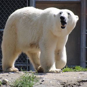 Polar Bear